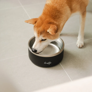 Smart Ways to Keep Dogs Cool, Hydrated, and Comfortable at Home